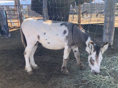 Mini donkeys