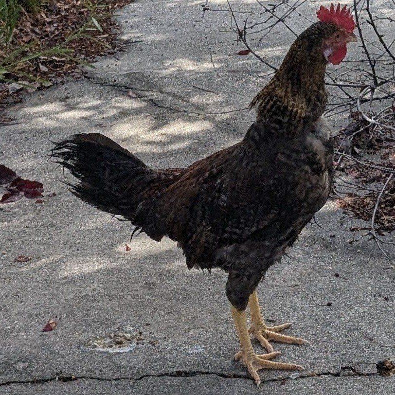 Young Blue Breasted Brown Leghorn rooster