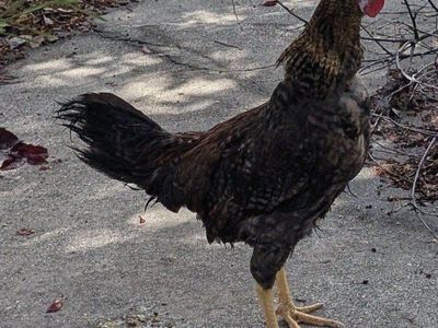 Young Blue Breasted Brown Leghorn rooster