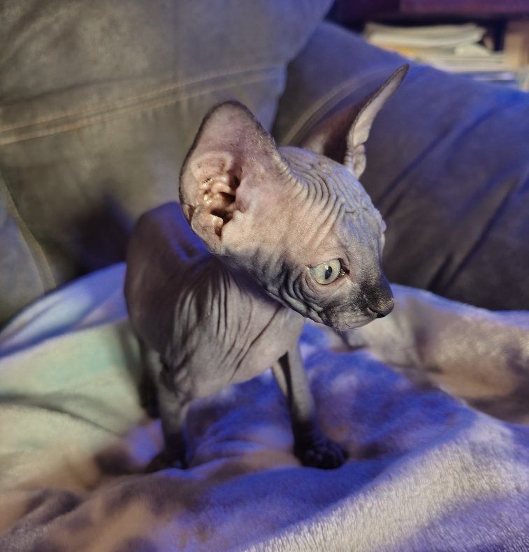 Adorable Sphynx boys.