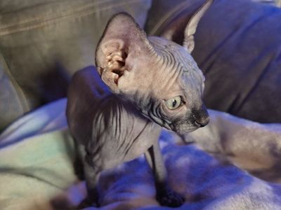 Adorable Sphynx boys.