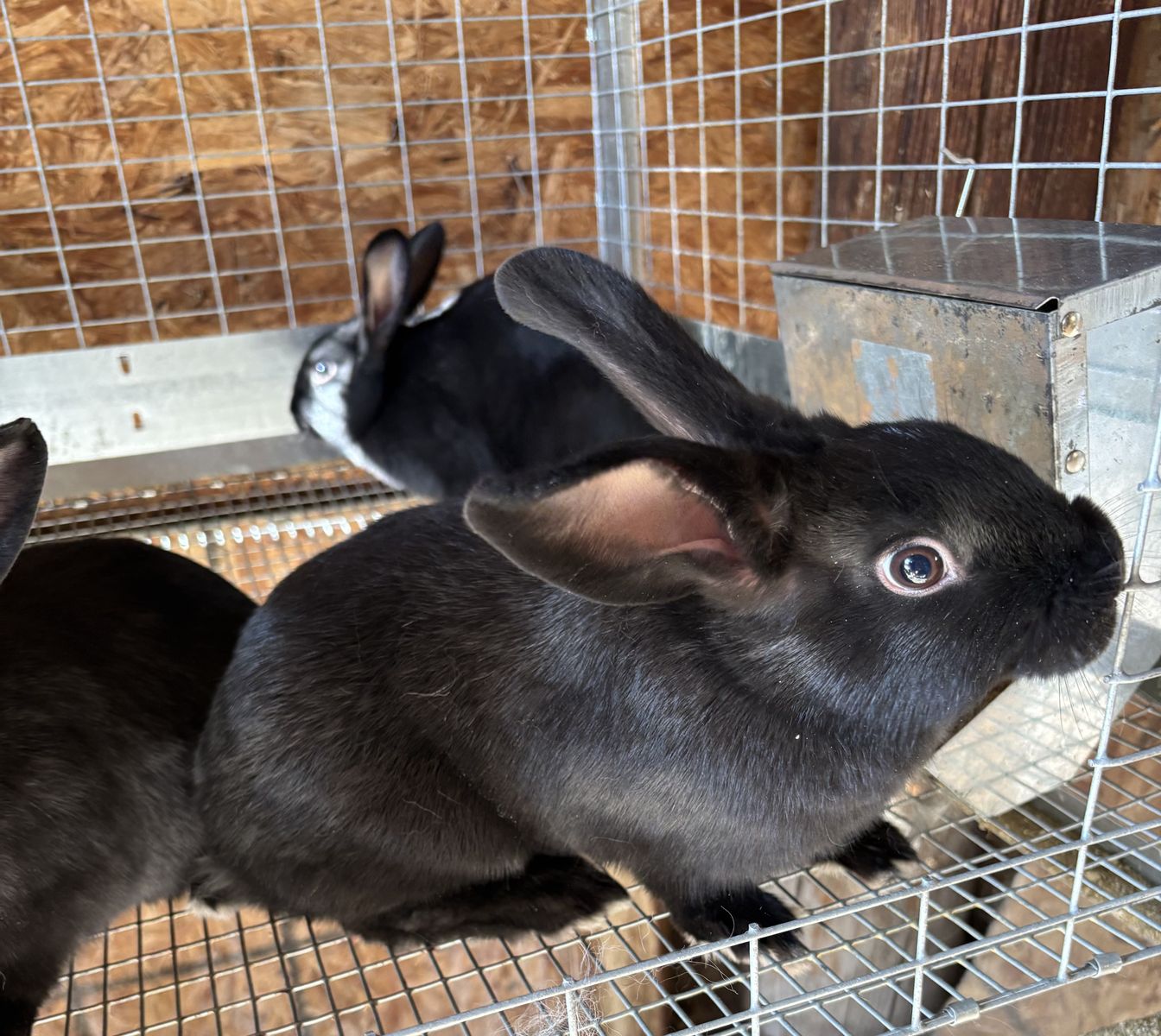 Meat rabbits