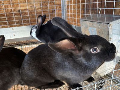 Meat rabbits