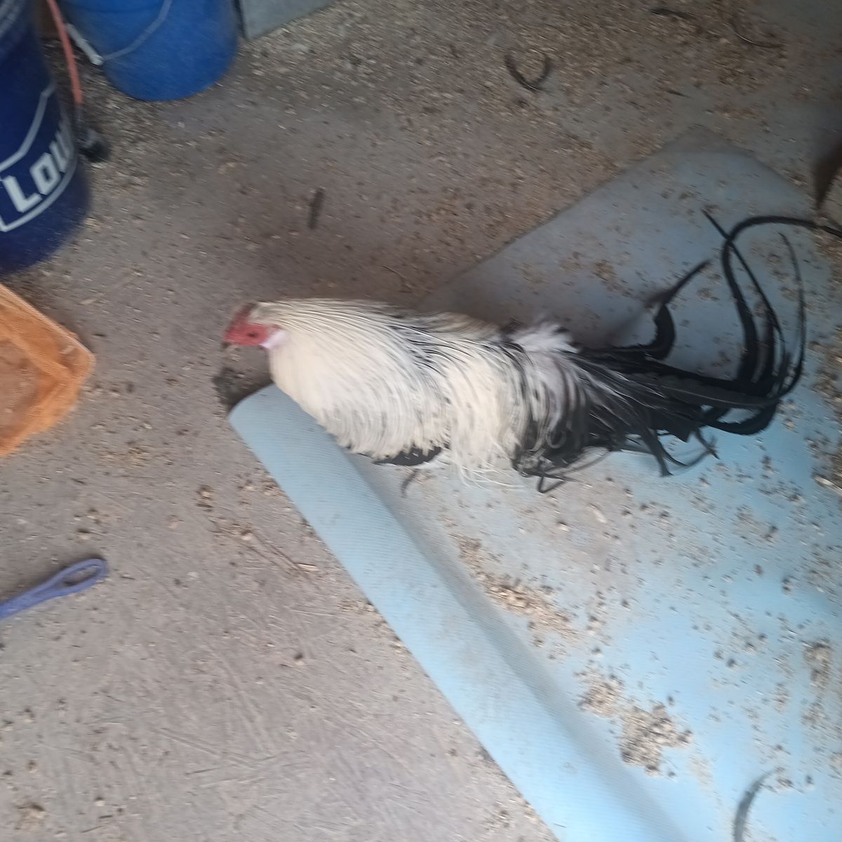 Awesome silver duckwing phoenix bantam.