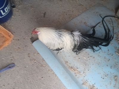 Awesome silver duckwing phoenix bantam.
