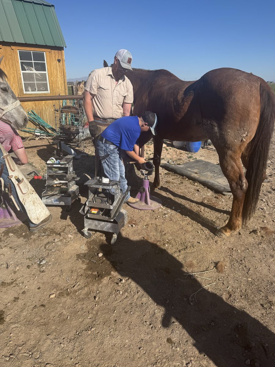 Horse