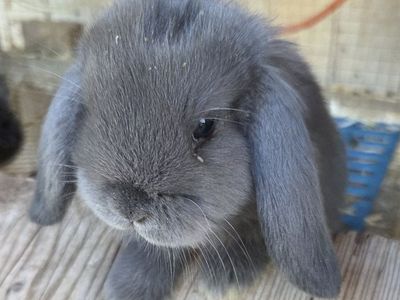 Pet or Show Mini Lop Baby Bunny Rabbits