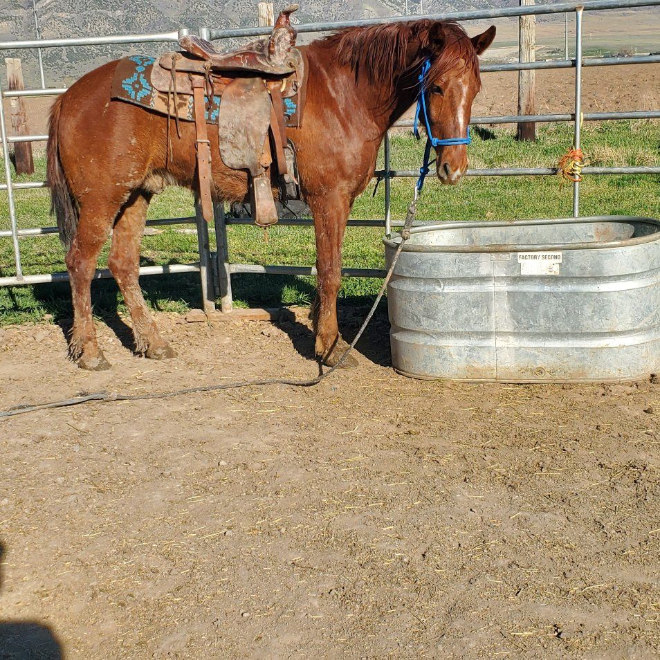 4 yr old Gelding