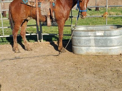 4 yr old Gelding