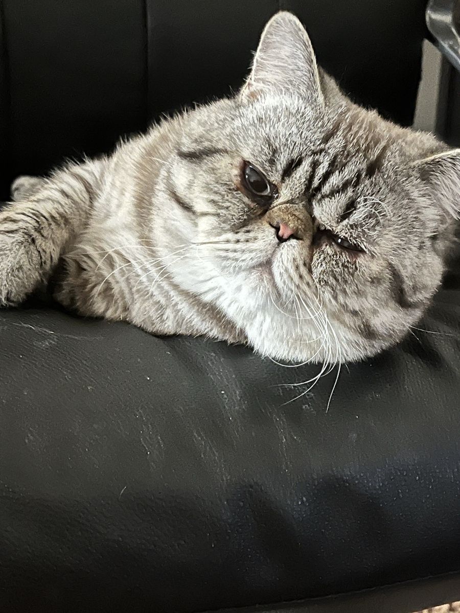 Exotic Persian For Stud