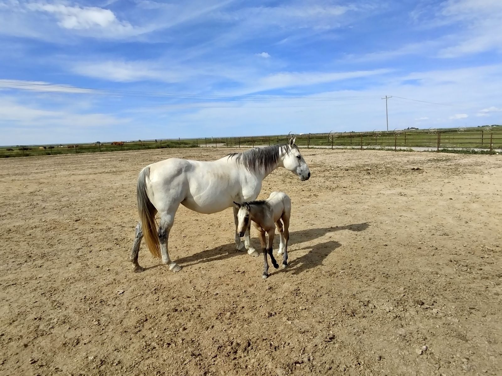Sparkle Playgun - 2013 AQHA Gray Mare