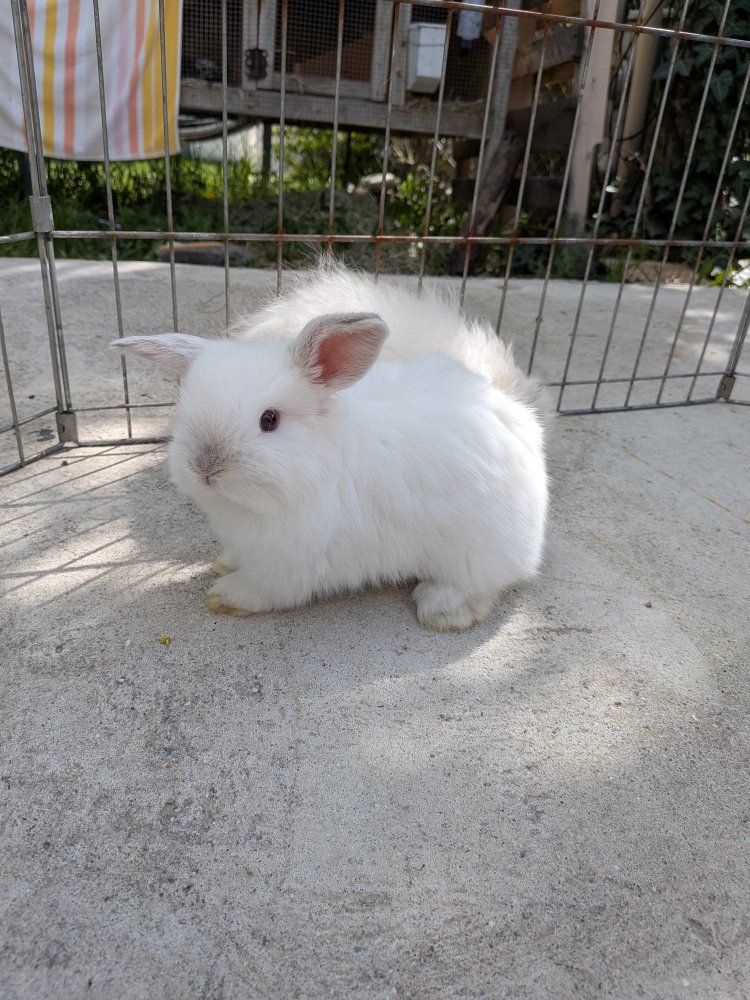 Holland Lop Pedigreed baby bunny!