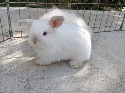Holland Lop Pedigreed baby bunny!