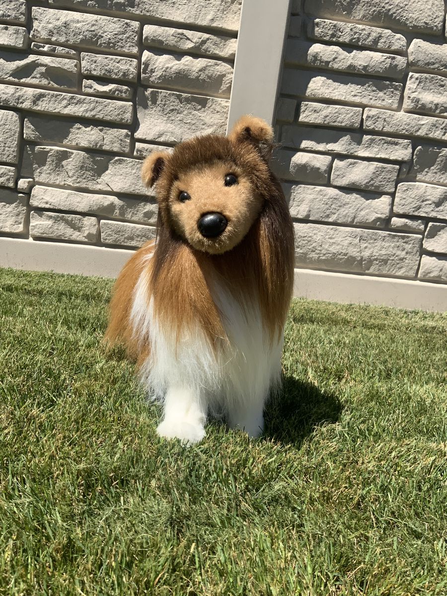 Douglas Dixie Shetland sheepdog