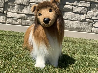 Douglas Dixie Shetland sheepdog