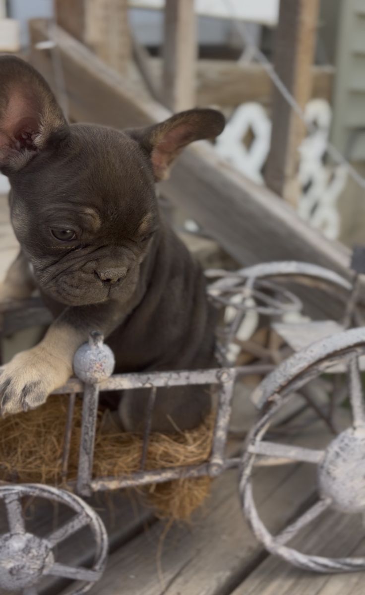 French bulldog puppies ready to go now!!!
