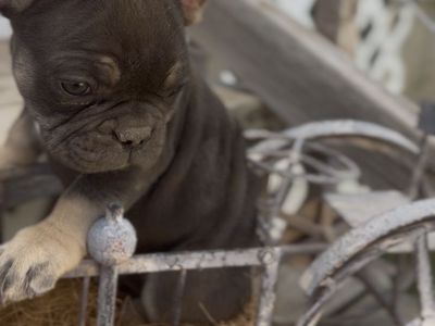 French bulldog puppies ready to go now!!!