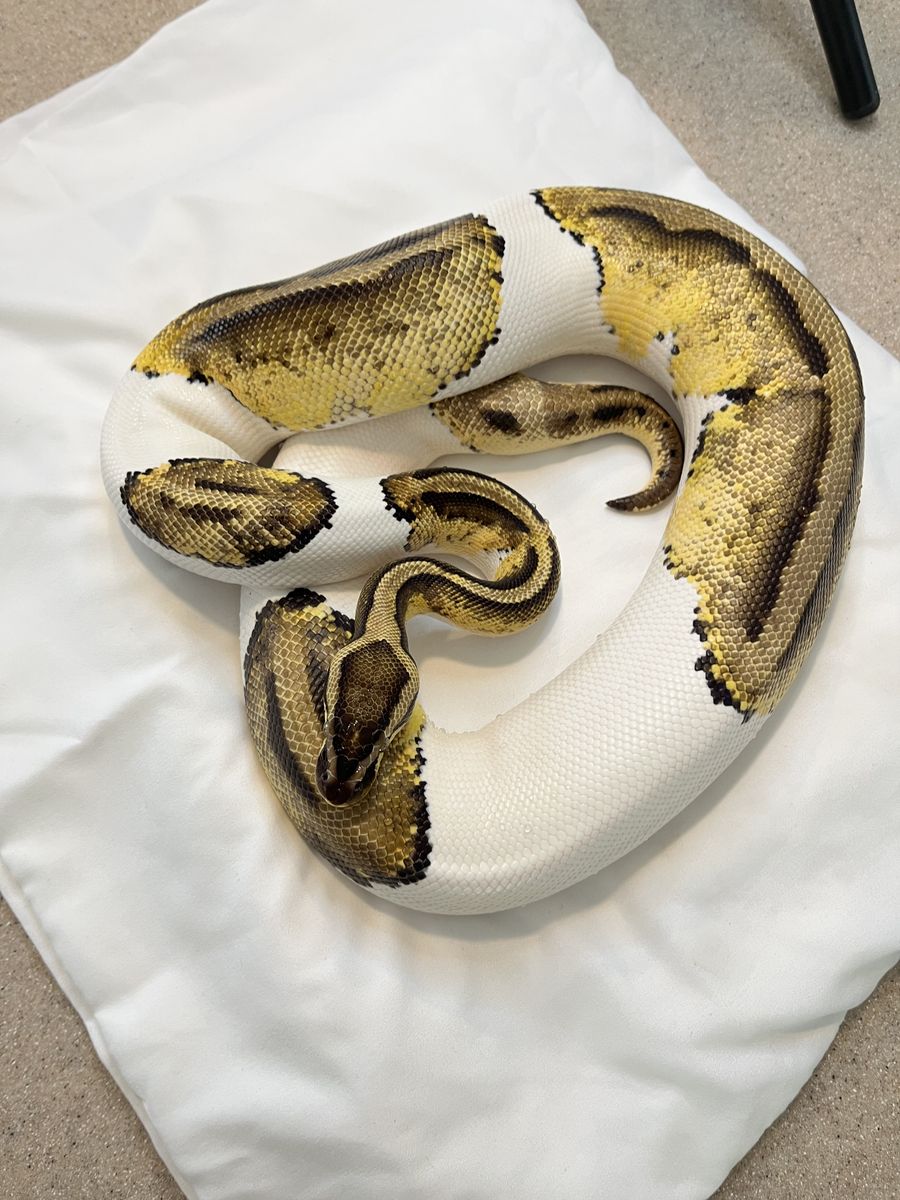 Adult Female Ball Python Pied/Pastel/Het Clown/Het Banana
