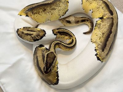 Adult Female Ball Python Pied/Pastel/Het Clown/Het Banana