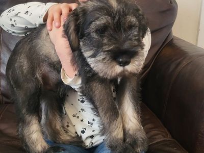 STANDARD Schnauzer puppies!