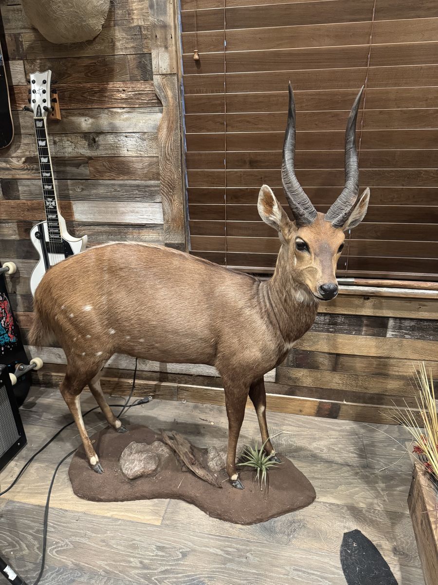 Trophy bush buck full mount