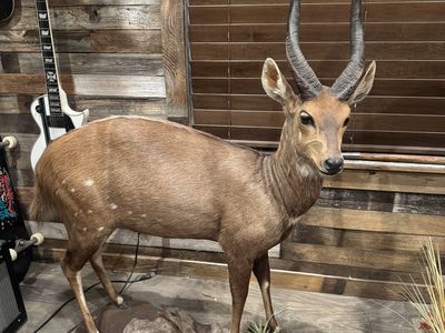 Trophy bush buck full mount