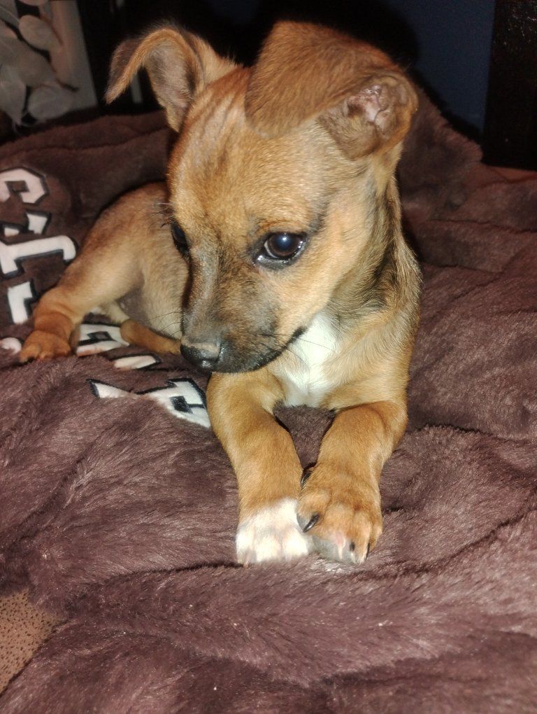 Chihuahua