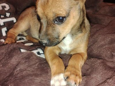 Chihuahua