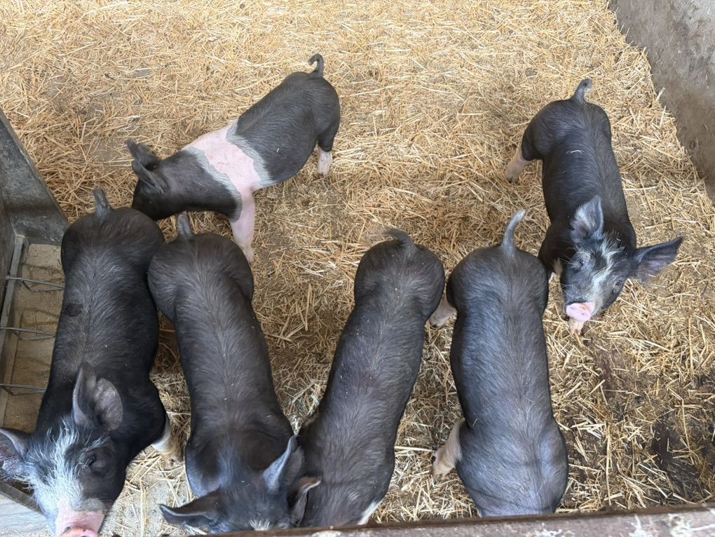 Berkshire Gilts