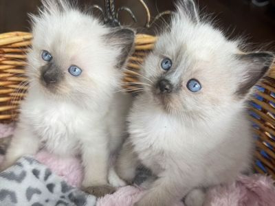 SWEET FLAME/SEAL point RAGDOLL kittens--SUPER AFFECTIONATE/ STAY SMALL! Less allergenic/shed less! Loyal Puppy like--do TRICKS!