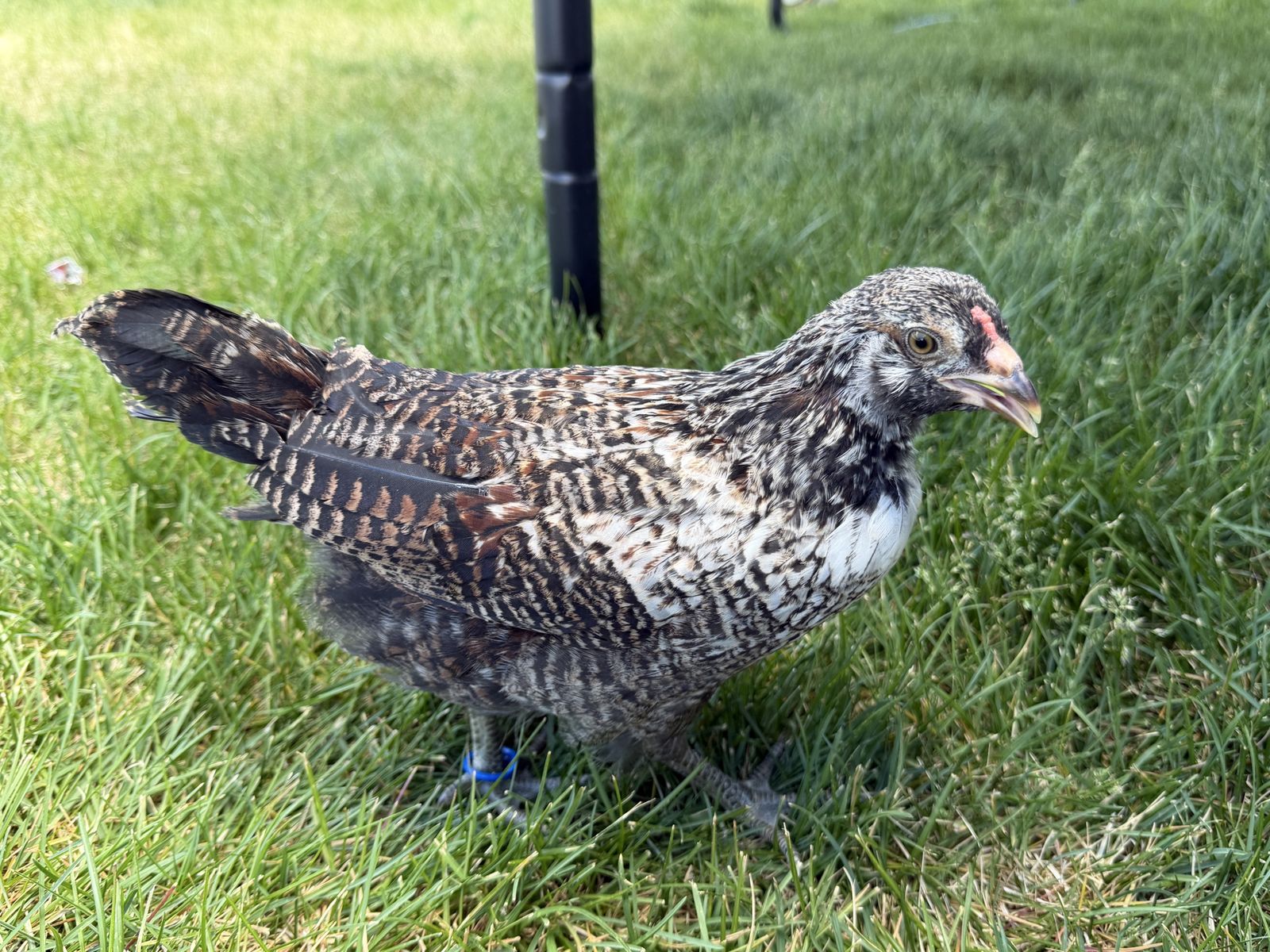 ameraucana cockerel 6/7 weeks old