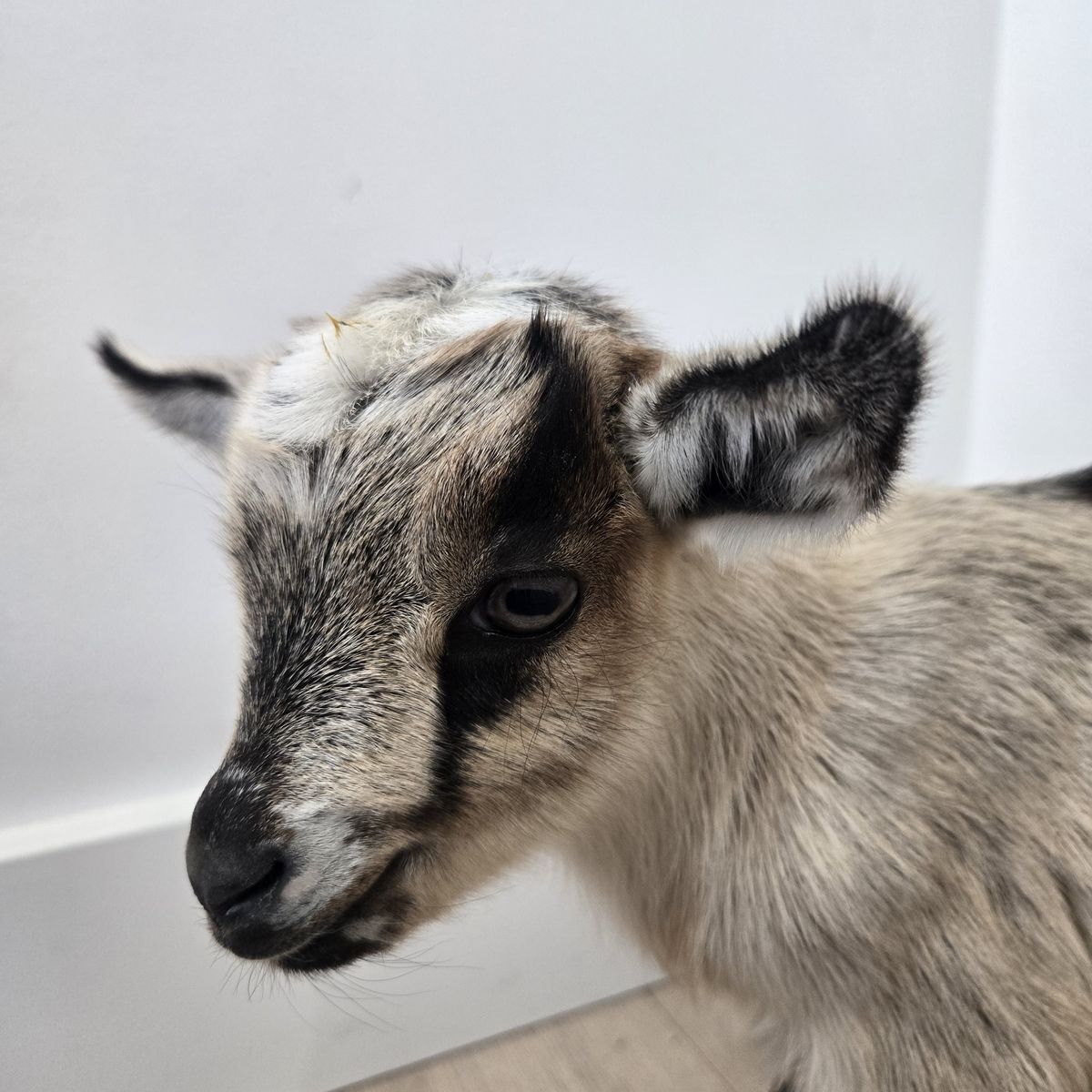 Registered Nigerian Dwarf Goat Buckling – Ready July 28th