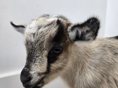 Registered Nigerian Dwarf Goat Buckling – Ready July 28th