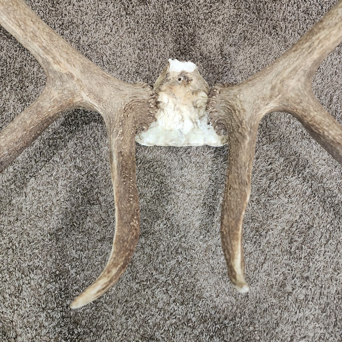 LARGE BULK DEER BULL ANTLERS ON SKULL PLATE w/ TAG WALL HANGER LARGE GREAT FOR HUNTER OR CABIN
