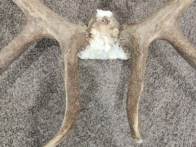 LARGE BULK DEER BULL ANTLERS ON SKULL PLATE w/ TAG WALL HANGER LARGE GREAT FOR HUNTER OR CABIN