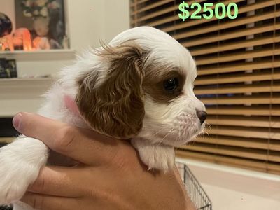 Cavapoo puppies!!
