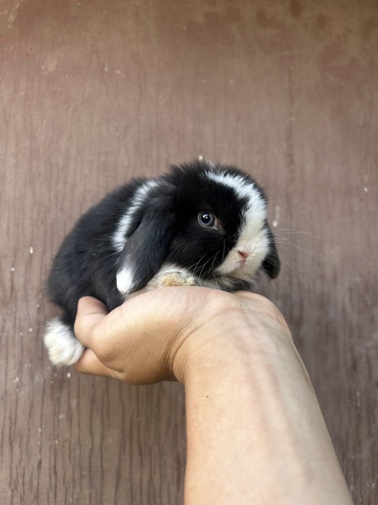 Holland Lop Bucks $100