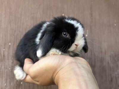 Holland Lop Bucks $100