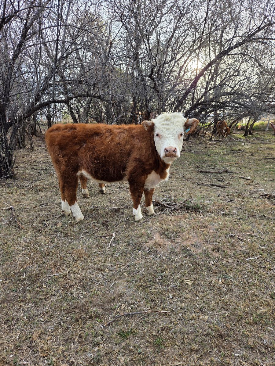 Register Miniature Hereford Heifers