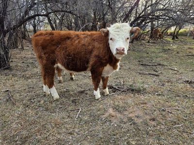 Register Miniature Hereford Heifers