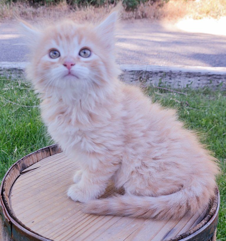 Kittens Available Litter Box Trained