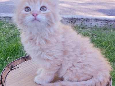 Kittens Available Litter Box Trained
