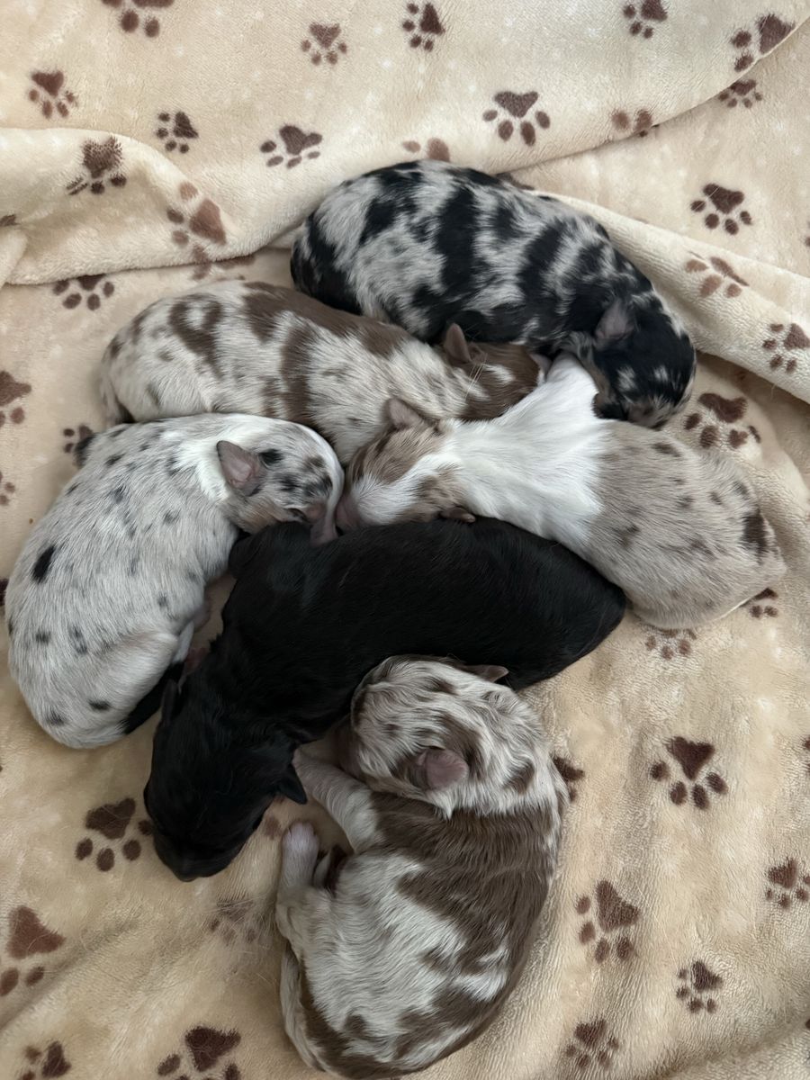 Mini/standard Australian shepherds