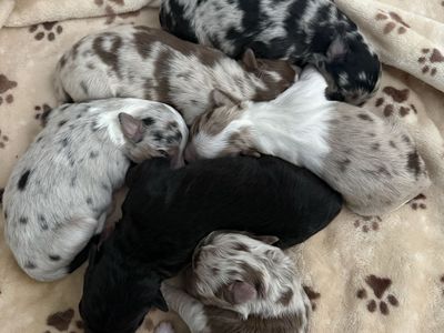 Mini/standard Australian shepherds
