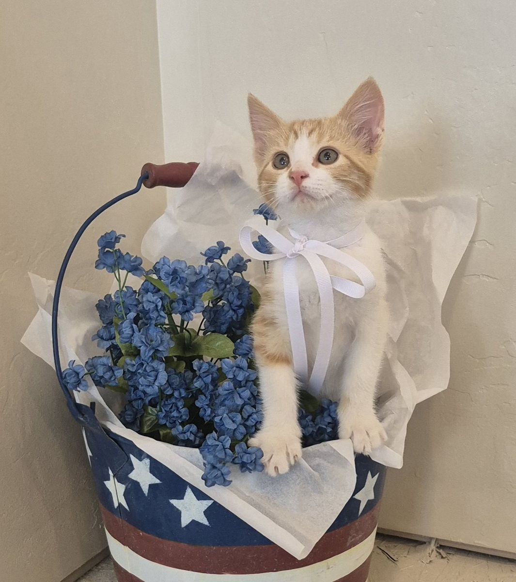 Beautiful friendly cuddly kitten! great with kids and dogs,  litterbox trained