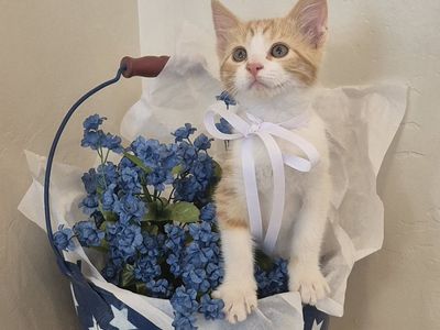 Beautiful friendly cuddly kitten! great with kids and dogs, litterbox trained