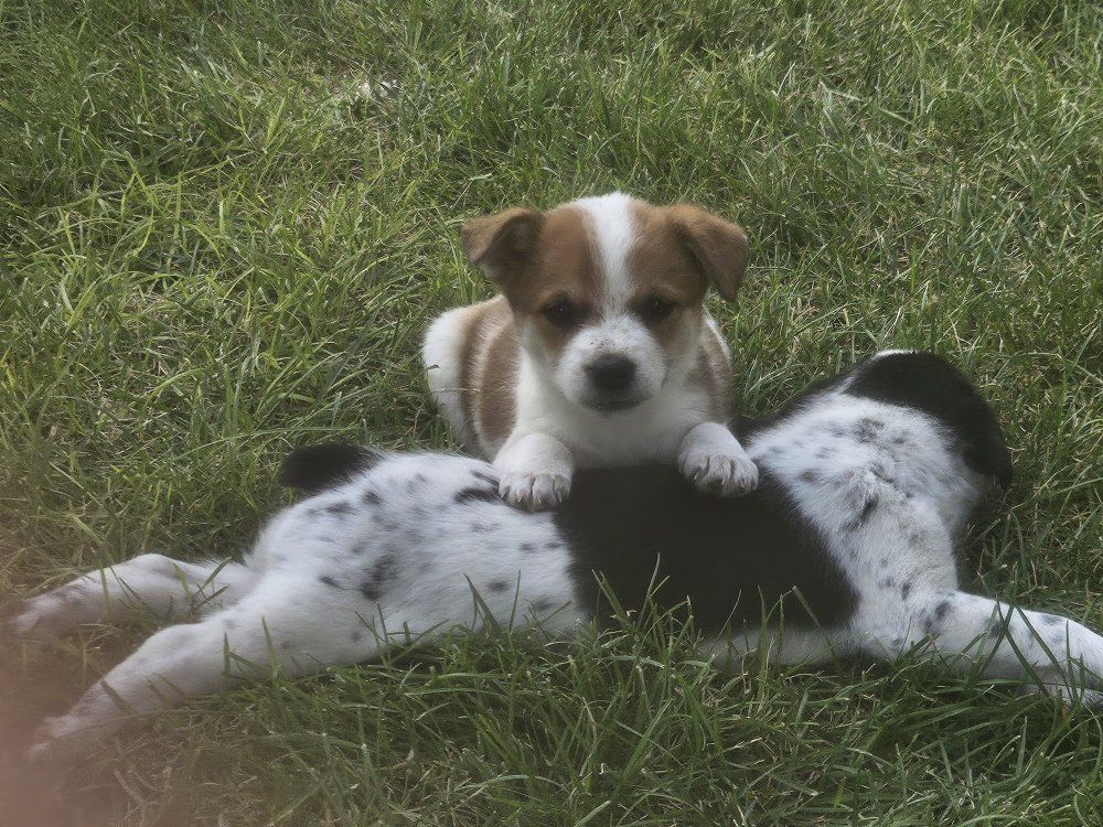 Heeler puppies six weeks old, all four are females