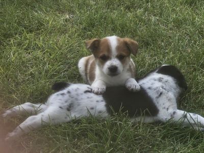 Heeler puppies six weeks old, all four are females