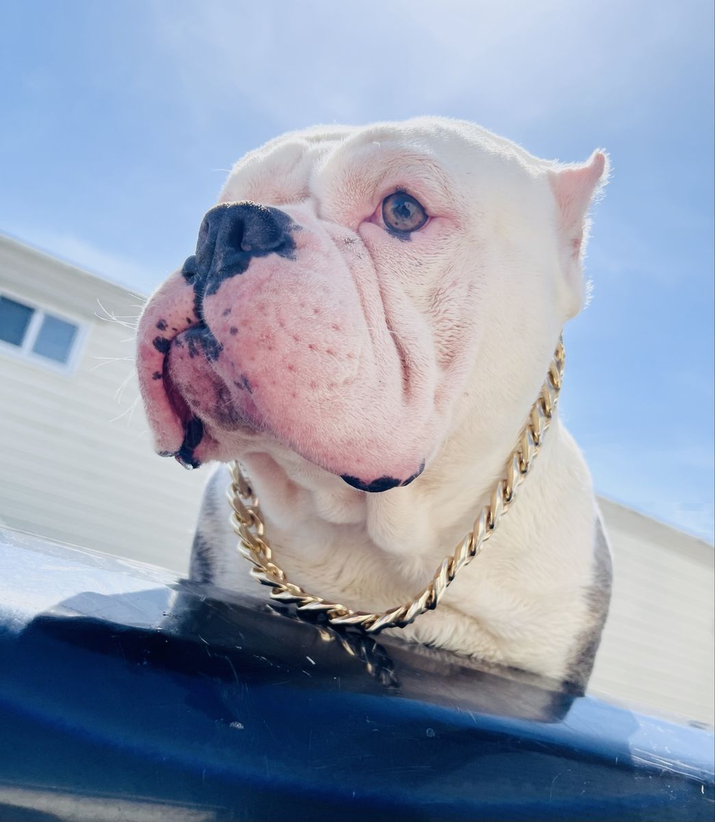 American Bully