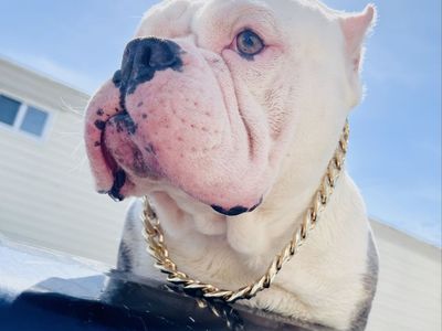 American Bully